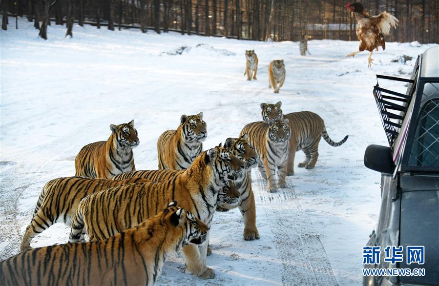 东北虎林园：老虎“换装”、“增膘”越冬