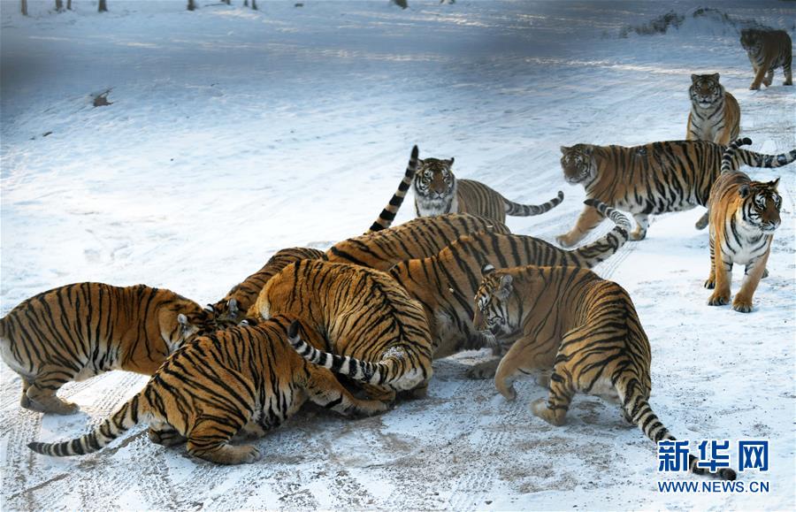 东北虎林园：老虎“换装”、“增膘”越冬