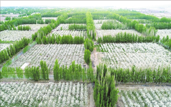 三北工程实施40年 新疆人工绿洲面积扩大近5倍