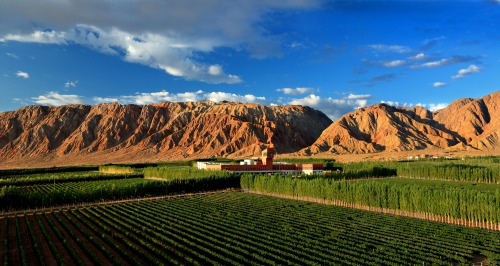 别总盯着法国酒庄 最美的葡萄酒在新疆