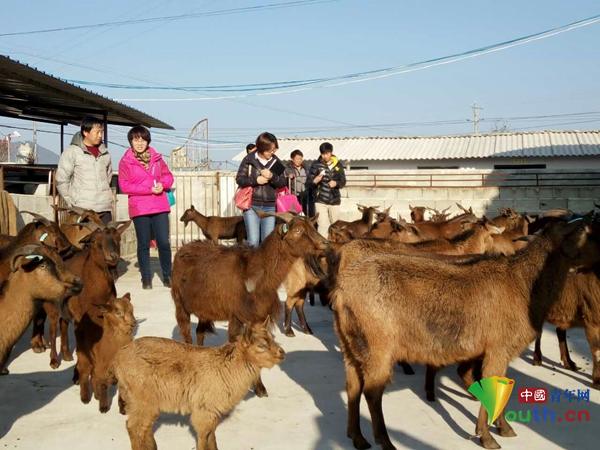 罗海玲：中国羊业发展的科普使者