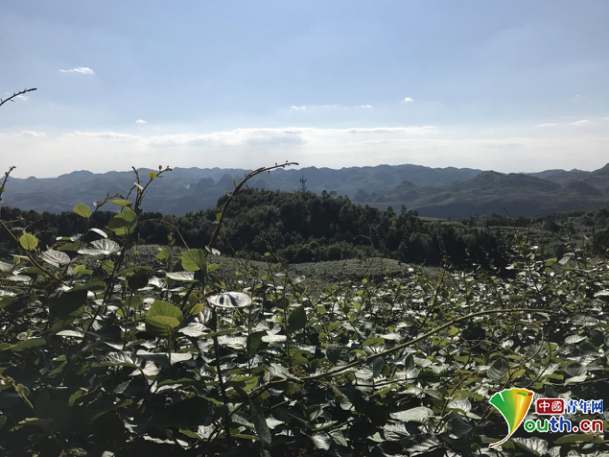 【砥砺奋进的五年·聚焦大数据】贵州修文县猕猴桃产业：农业插上“大数据翅膀”更给力！