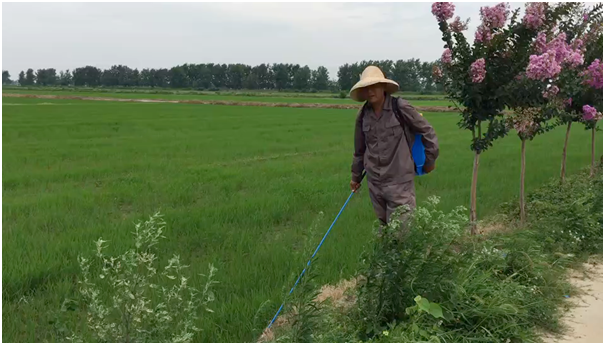 湖北仙桃“一粒富硒米”的故事——富硒土壤为仙桃种植业带来新商机