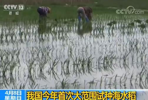 我国今年首次大范围试种海水稻 数亿亩盐碱地有望成粮仓