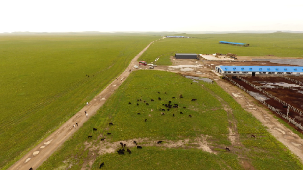 【新时代·幸福美丽新边疆】内蒙古牧民尝到了标准化养殖“甜头”