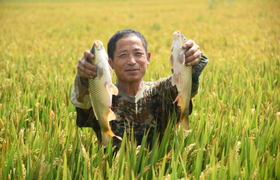 稻花香里说丰年 各地农民庆丰收
