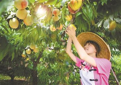 【砥砺奋进的五年】一棵桃树撬动15亿元甜蜜产业 大美阳山真成了“桃花源”
