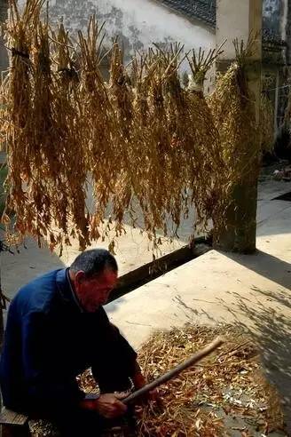 有一种放假叫回家收秋！这组老照片刷爆朋友圈