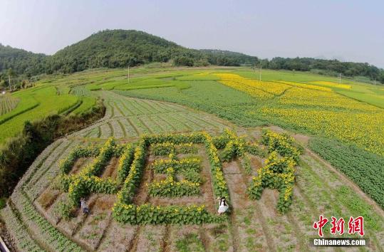 广西农民种植油葵“中国梦”庆国庆