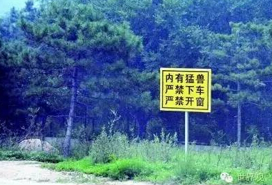 【时评】老虎咬死游客，先别进行道德审判 | 世界观