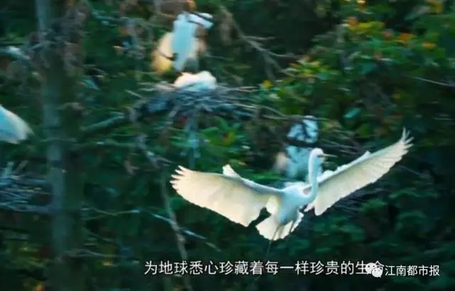 江西，用8分钟惊艳世界！