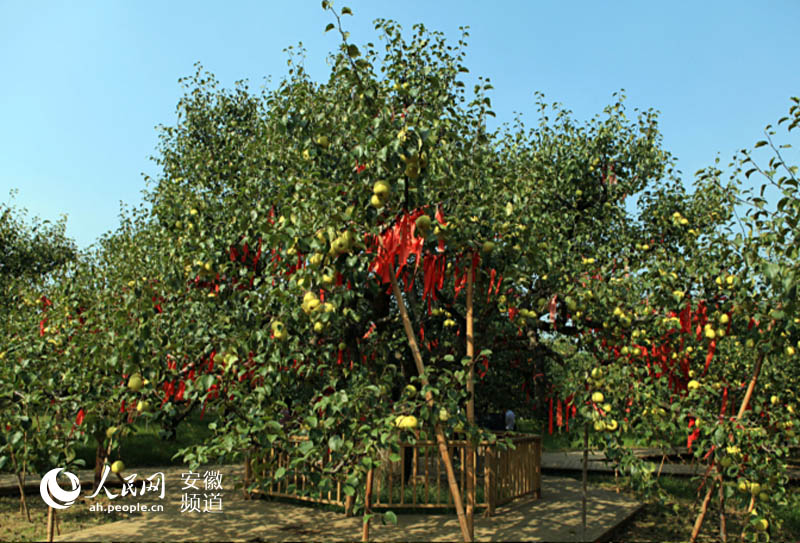 中国最美梨树王：一棵树，一道景