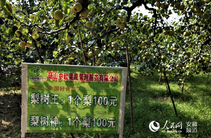 中国最美梨树王：一棵树，一道景