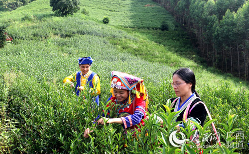 【领航新征程】党组织引领 小山村做出扶贫“茶”文章