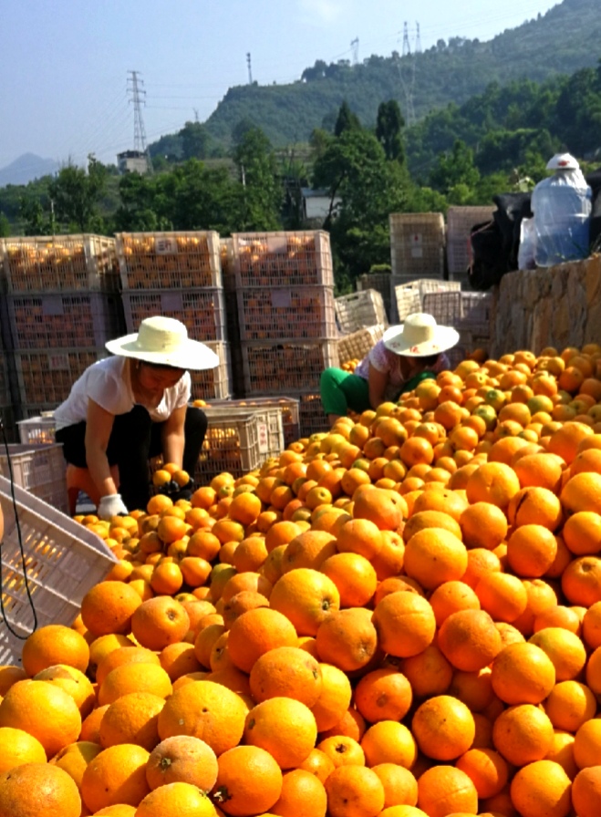 【美丽中国长江行】奉节做“精”脐橙产业 绿色生态出效益
