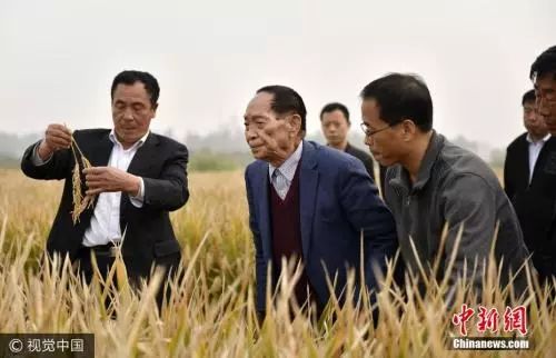袁隆平团队就完成了一项很多人想都不敢想的试验——沙漠里种水稻