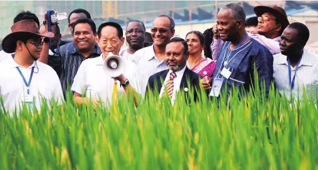 这个中国专家又在迪拜沙漠种出了水稻