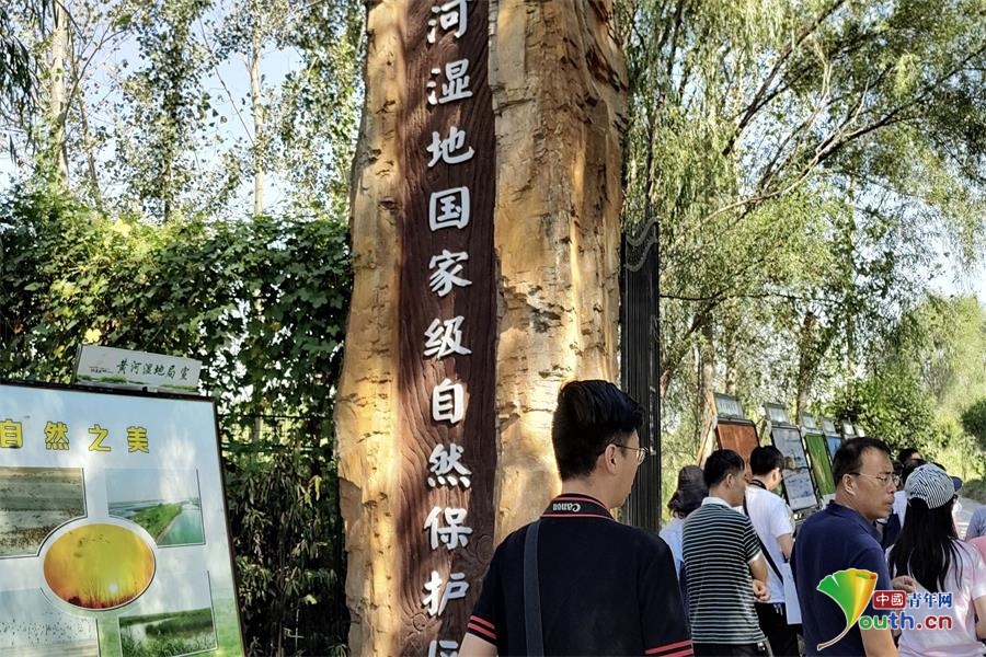 “壮美黄河行”之黄河湿地国家级自然保护区：候鸟栖息的天堂