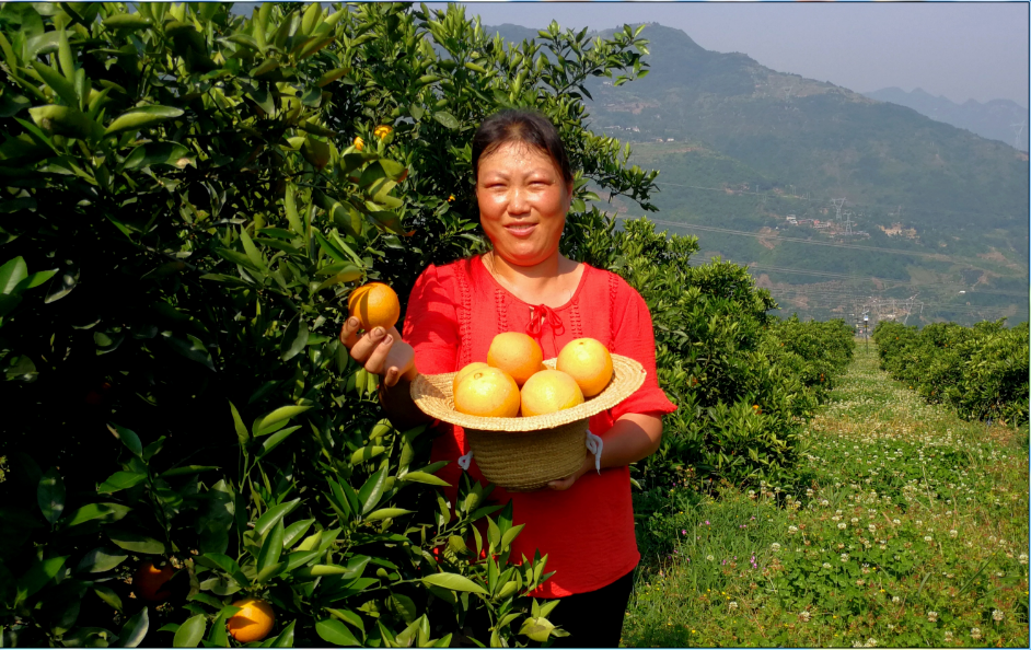【美丽中国长江行】奉节做“精”脐橙产业 绿色生态出效益